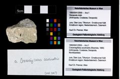 Foto (Objekt + Etikett) von Cracensigillatus acutirostris (Moericke, 1889)  (NHMW-GEO-1990-0041-2959)